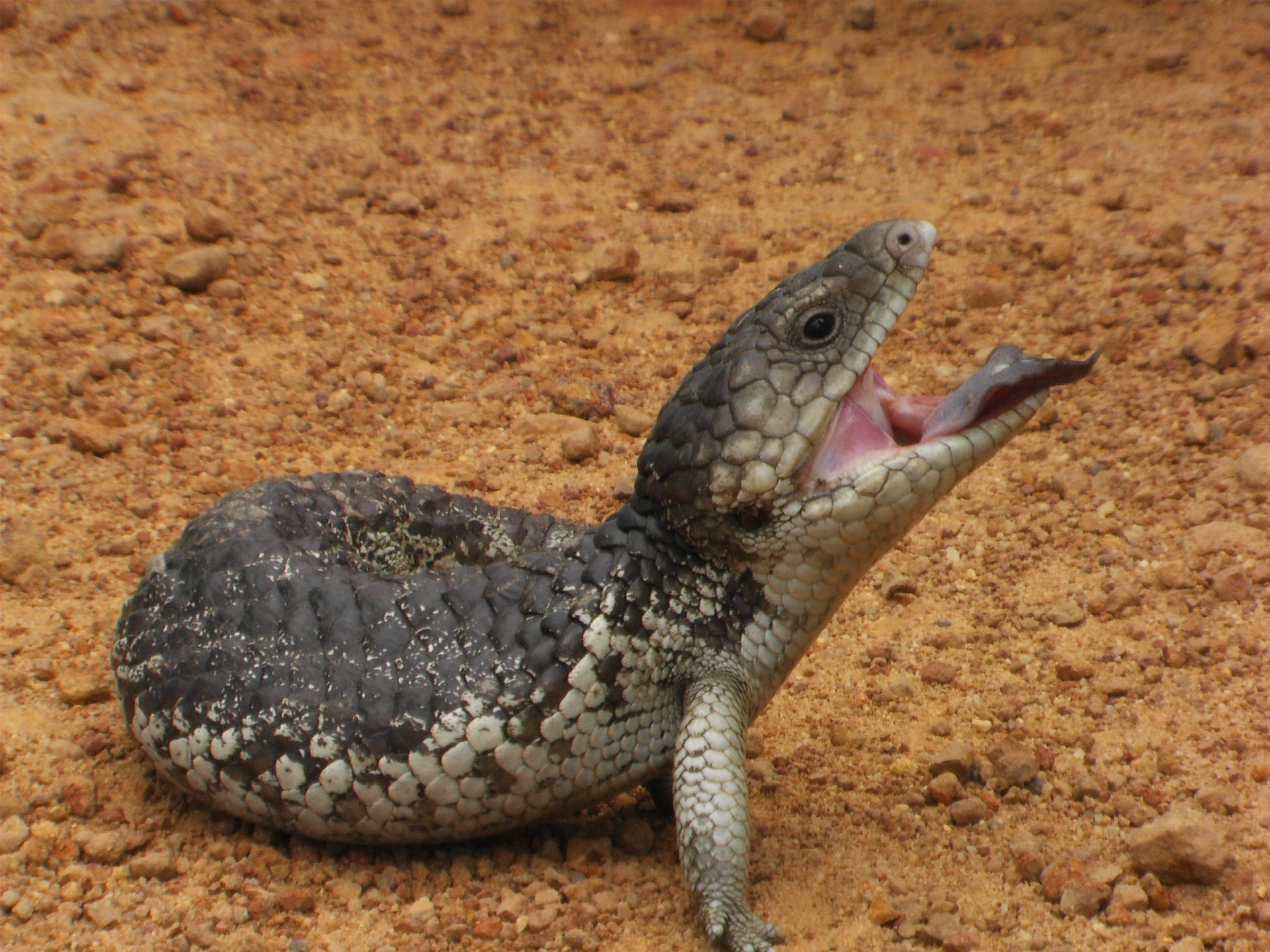 blue tongue hagedis