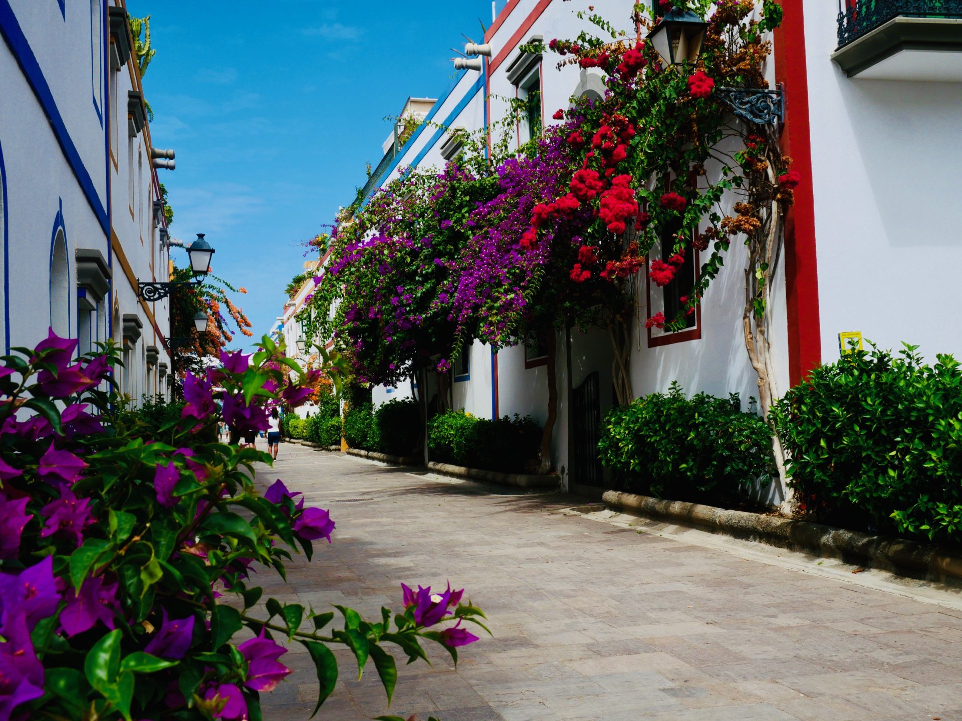 bougainvilles puerto de mogan