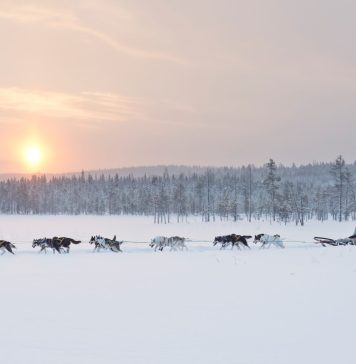 Luleå in de winter: magisch genieten boven de Poolcirkel anna_öhlund-hondenslee avontuur