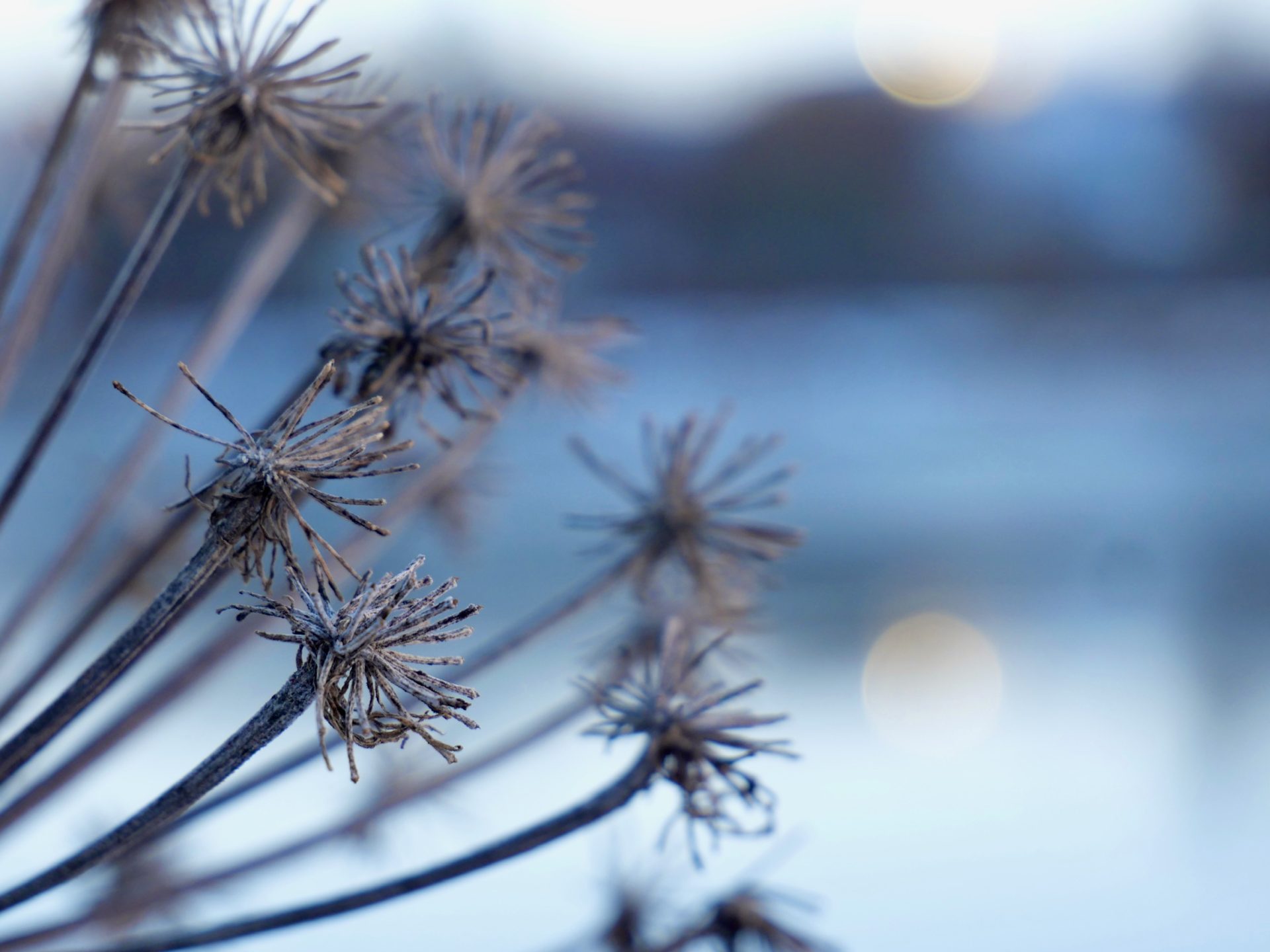 close up winterse plant