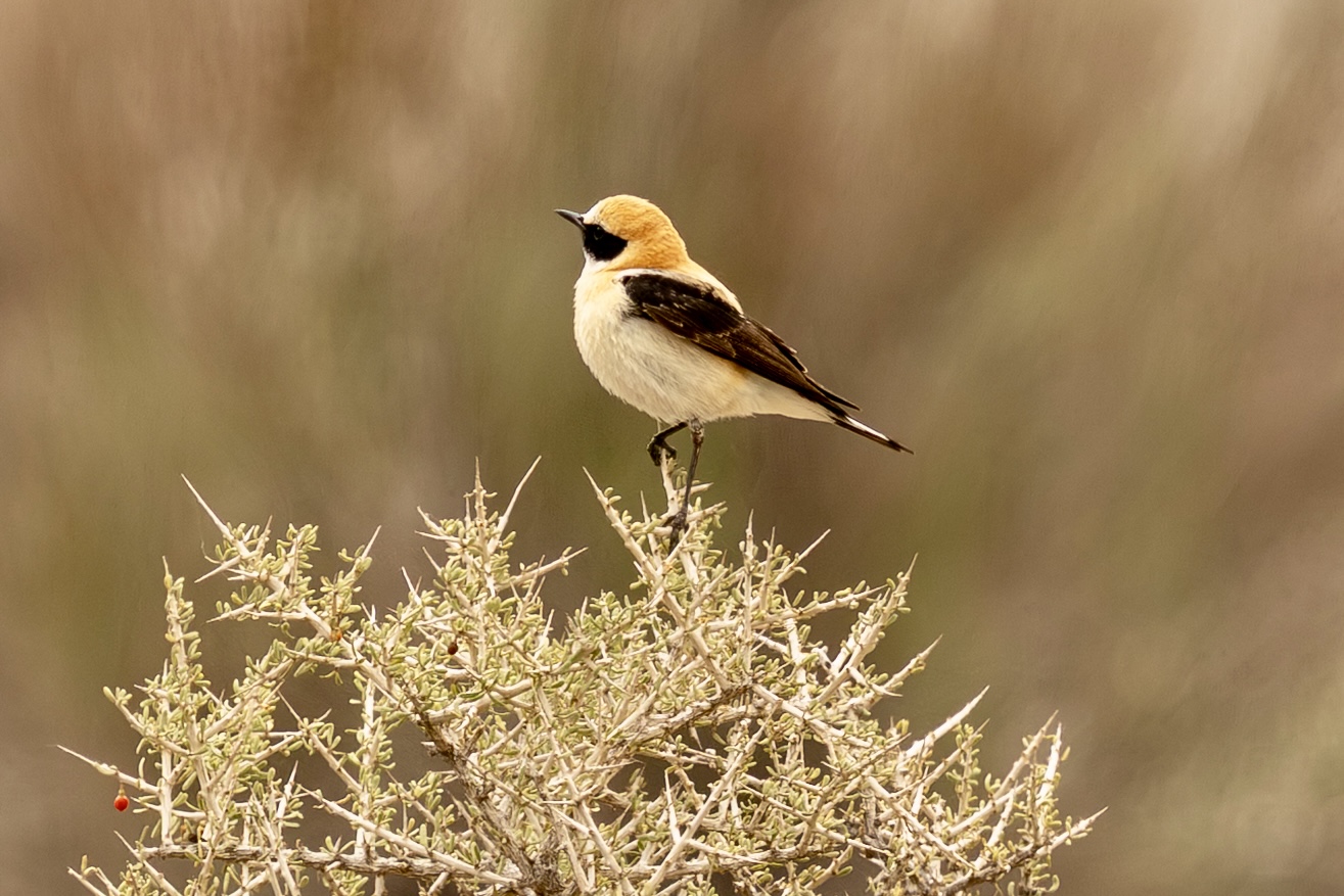 Een blonde tapuit op een takje in de Tabernas woestijn