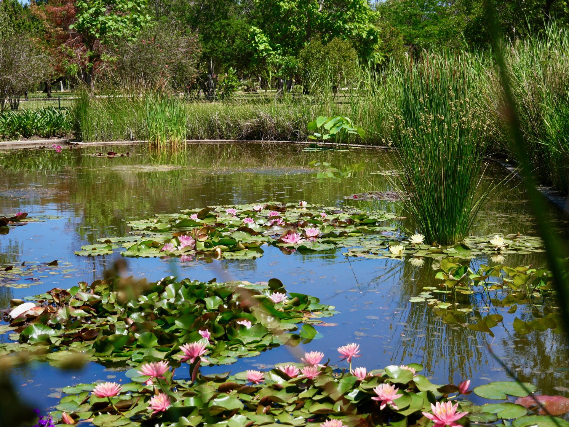 The Mas du Roussillon Arboretum