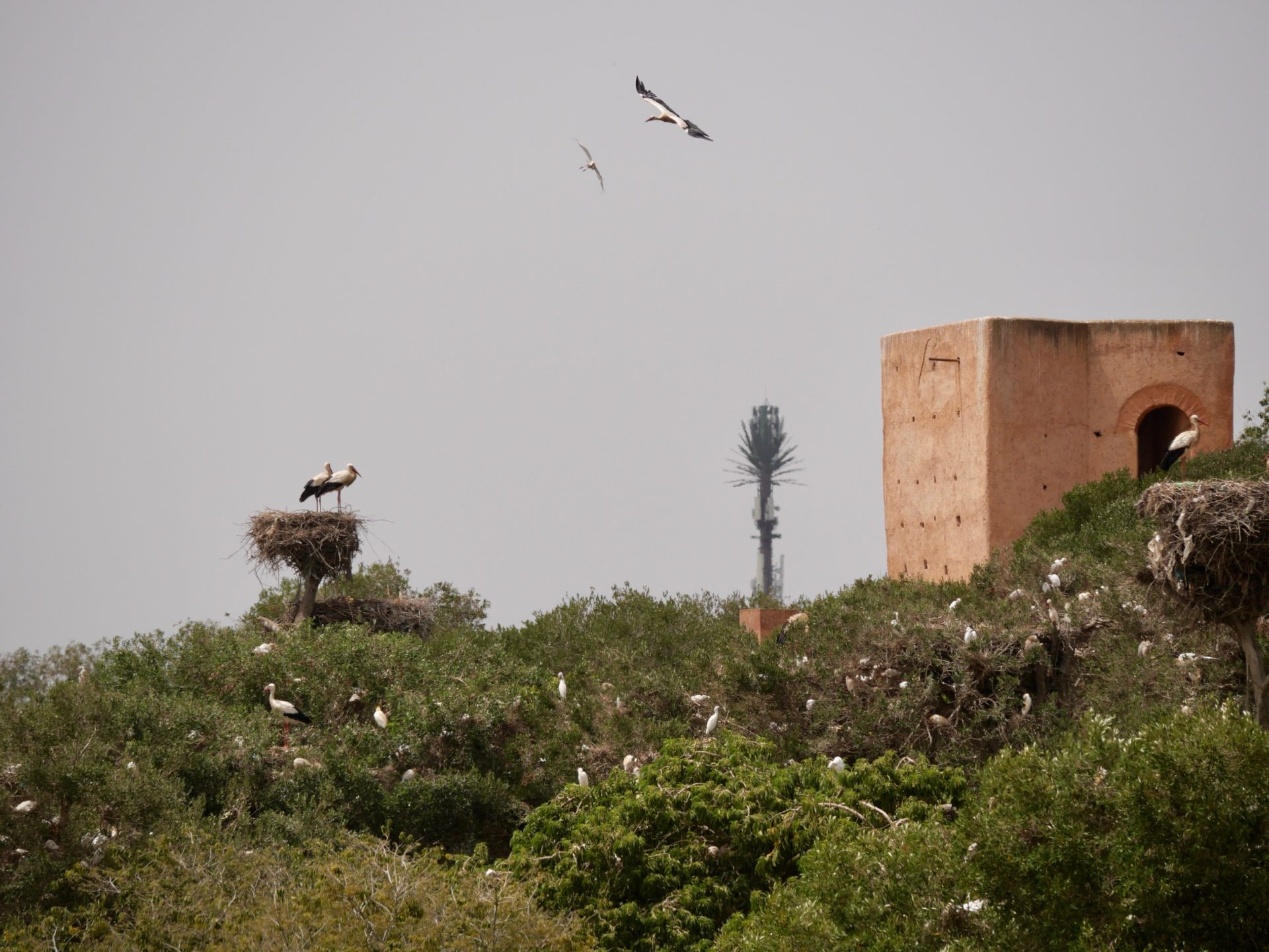 ooievaars in rabat