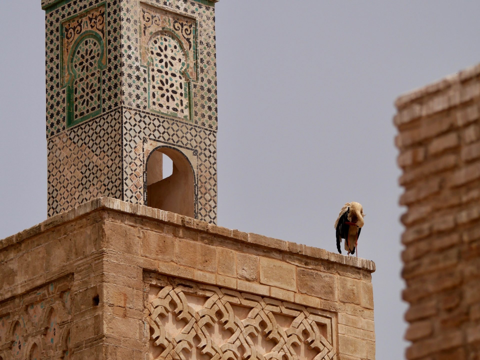 toren chellah en ooievaar