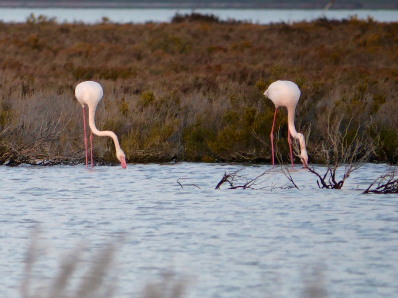 twee flamingo's