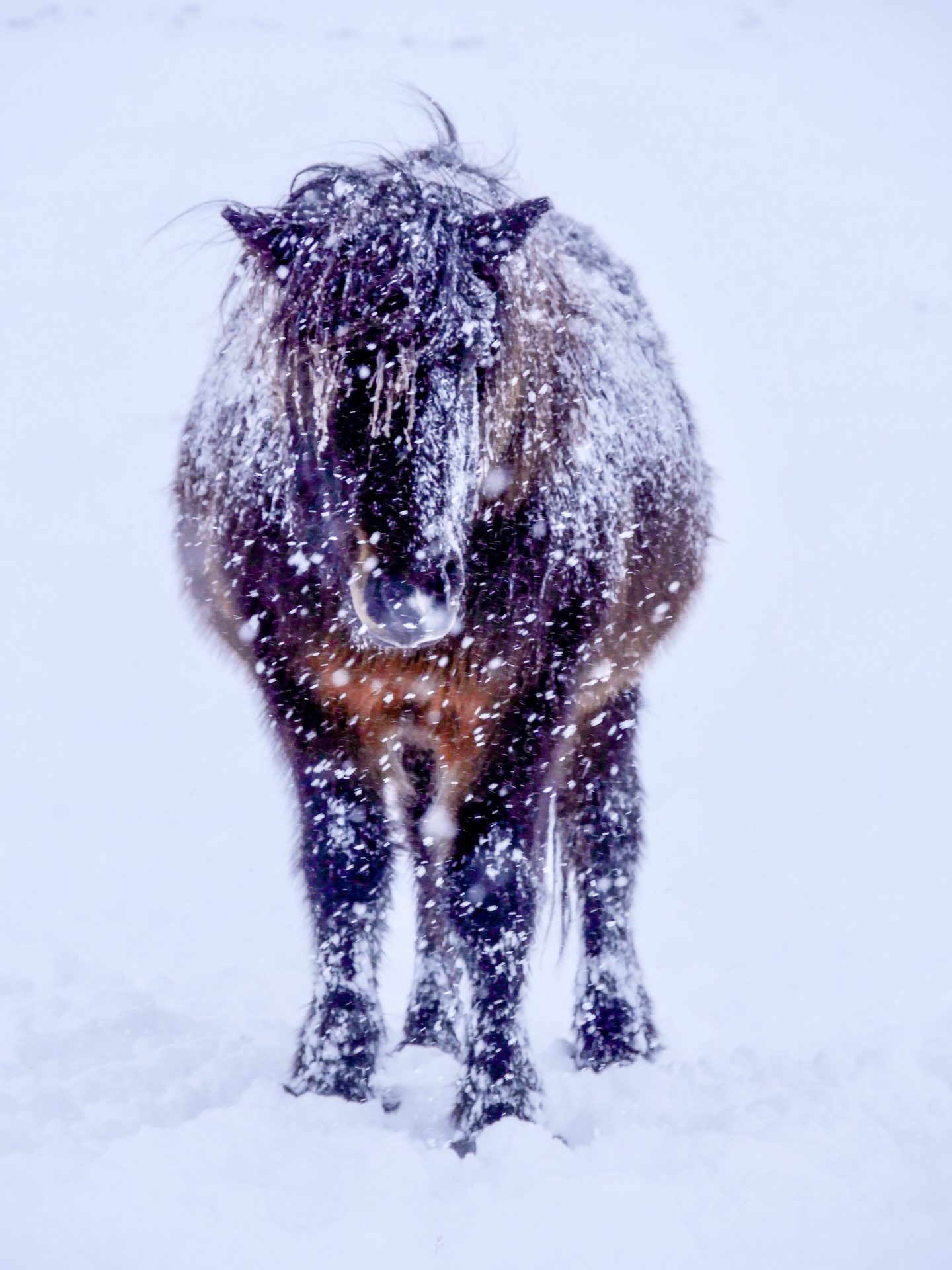 IJslands paard Husavik