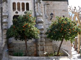 sinaasappelvallei soller
