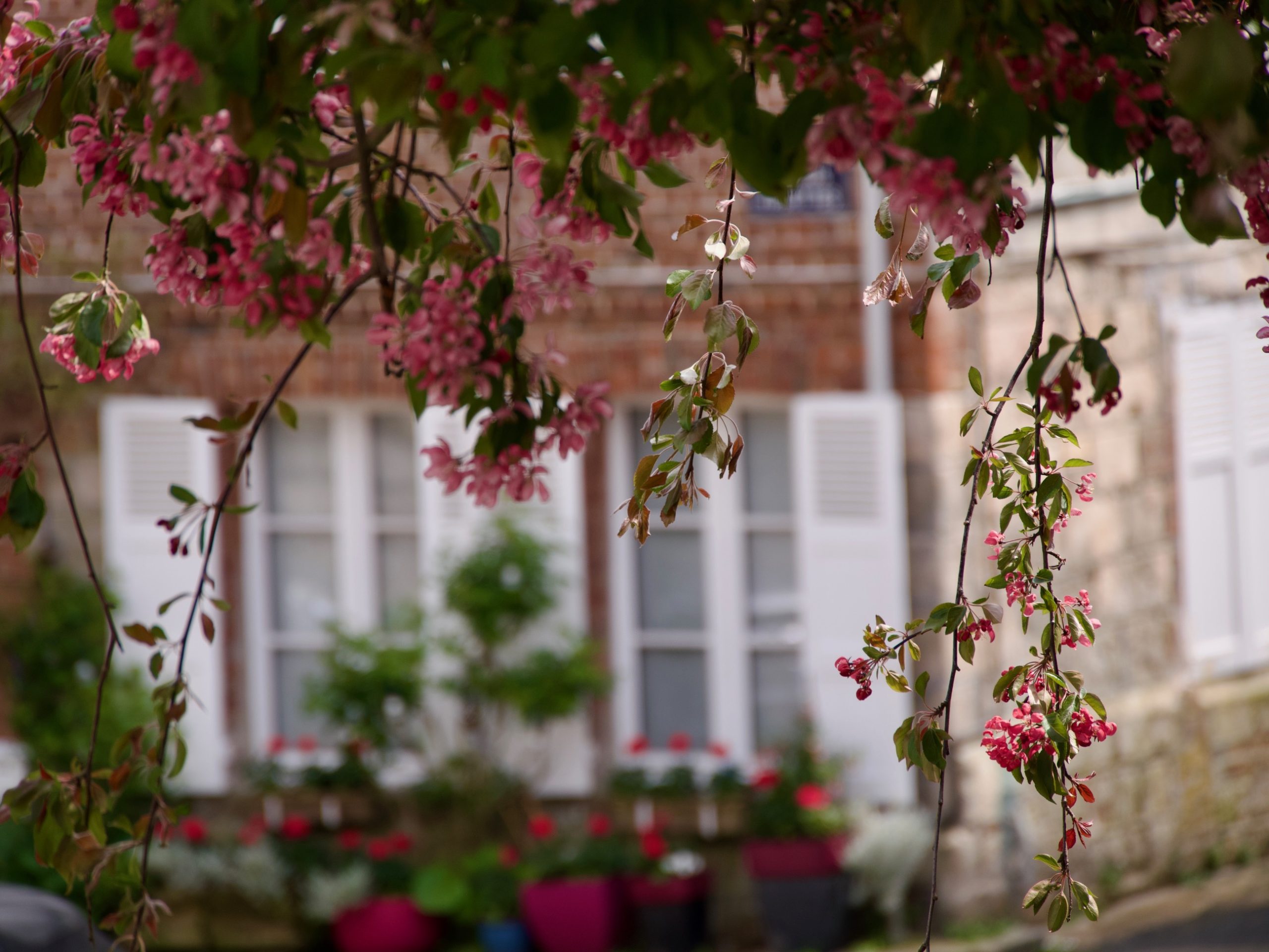 bloemenpracht veules les roses