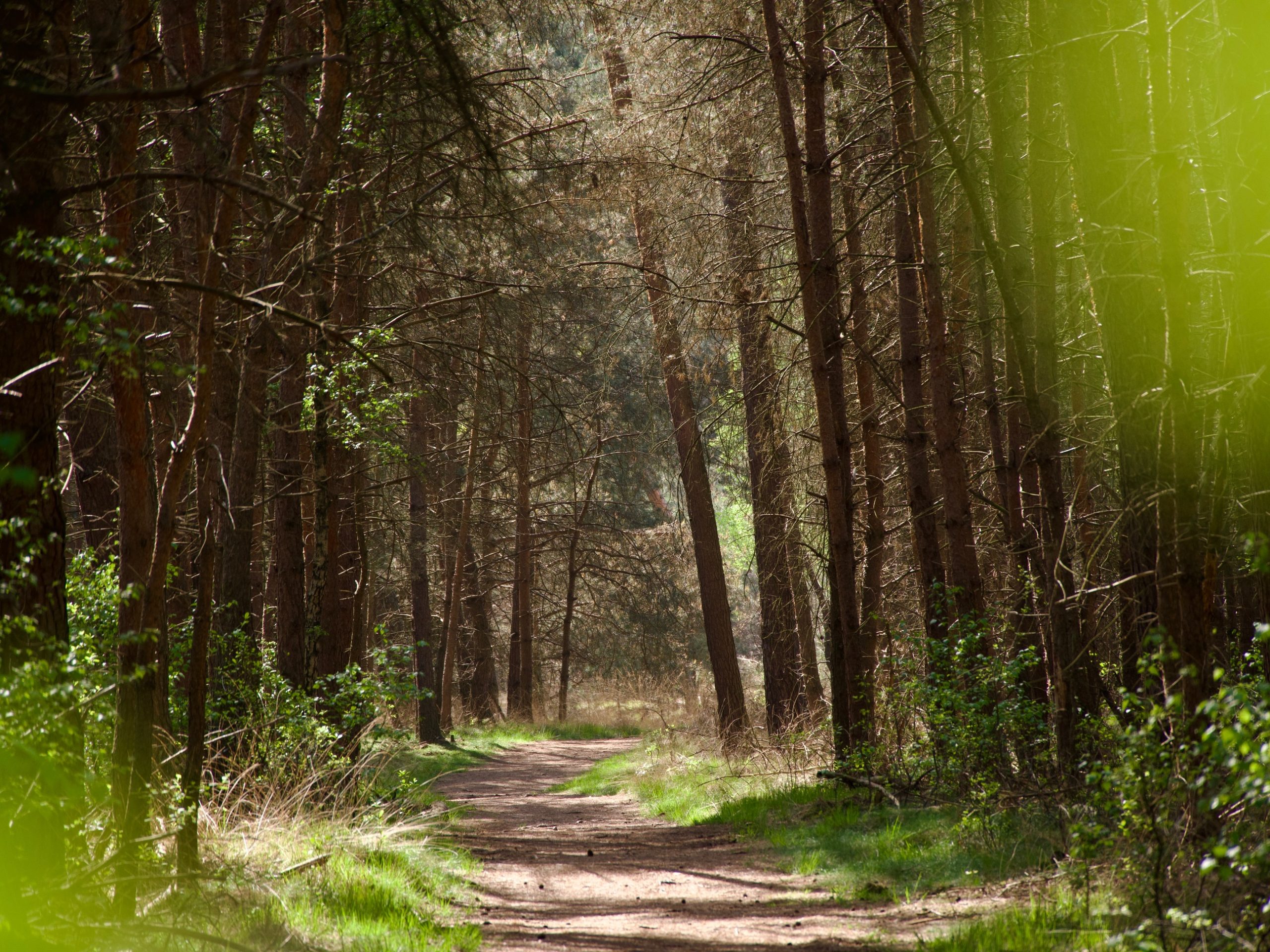 het Twee Landen pad, een vogelroute bij Bergeijk