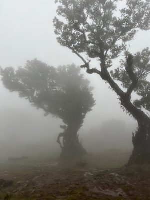 Fanal Forest op Madeira, een sprookjesachtig laurierbos in de mist
