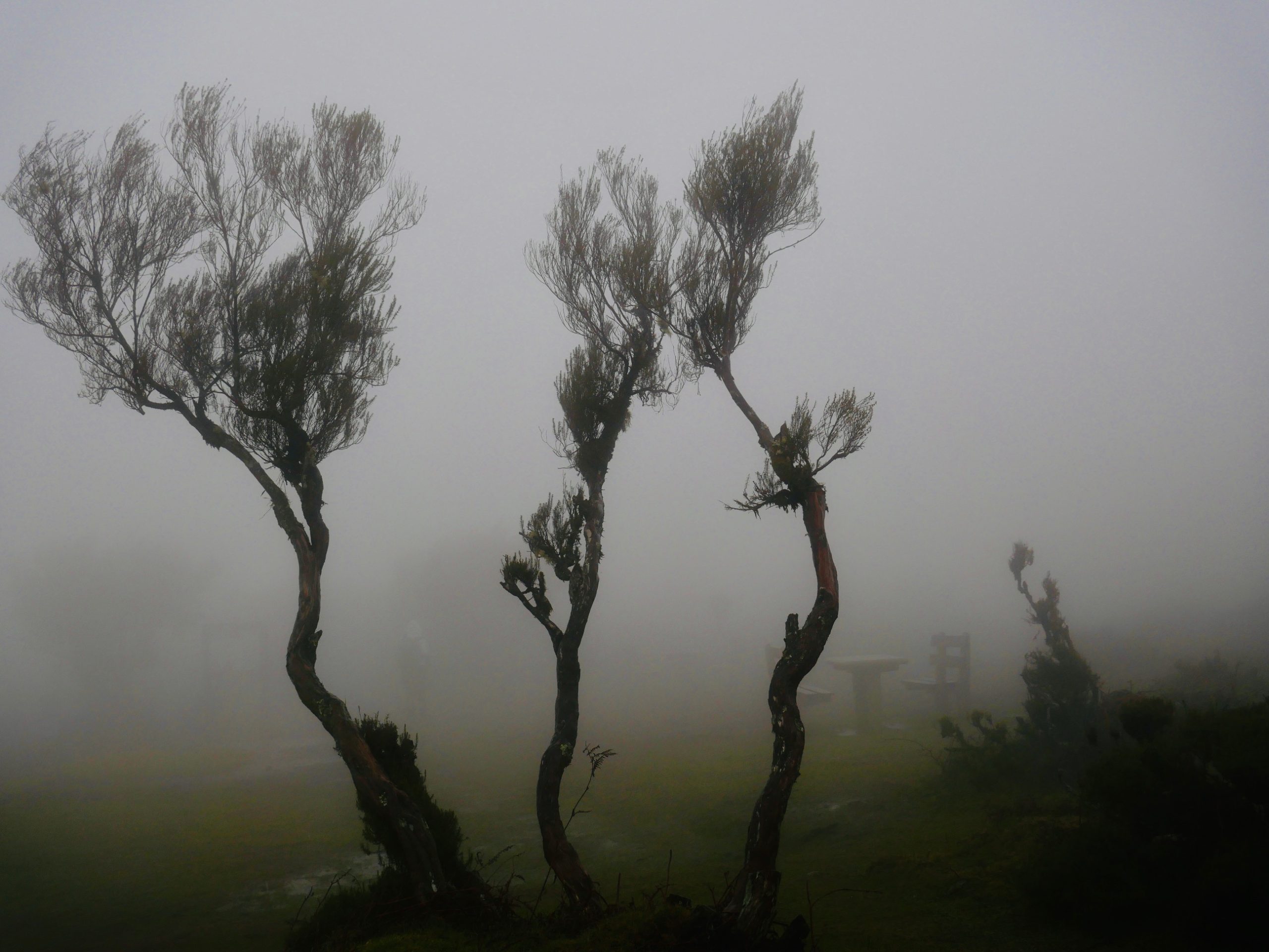Fanal Forest op Madeira