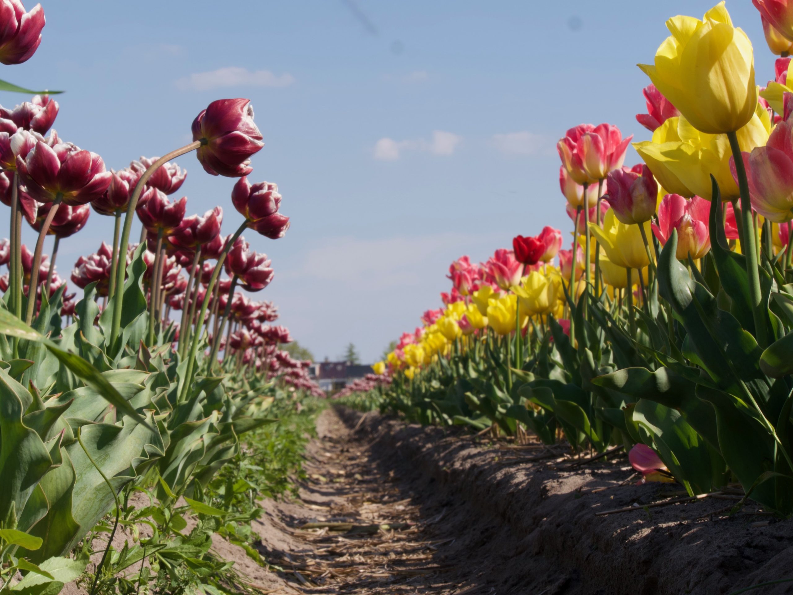 Tulpenvelden bezoeken, wat zijn de regels?