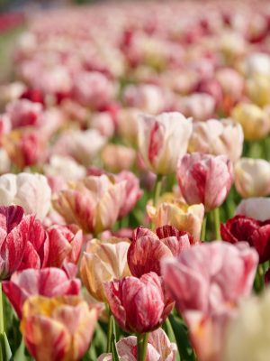 Tulpenvelden bij Noordwijkerhout, dé plek om het voorjaar in bloei te zien