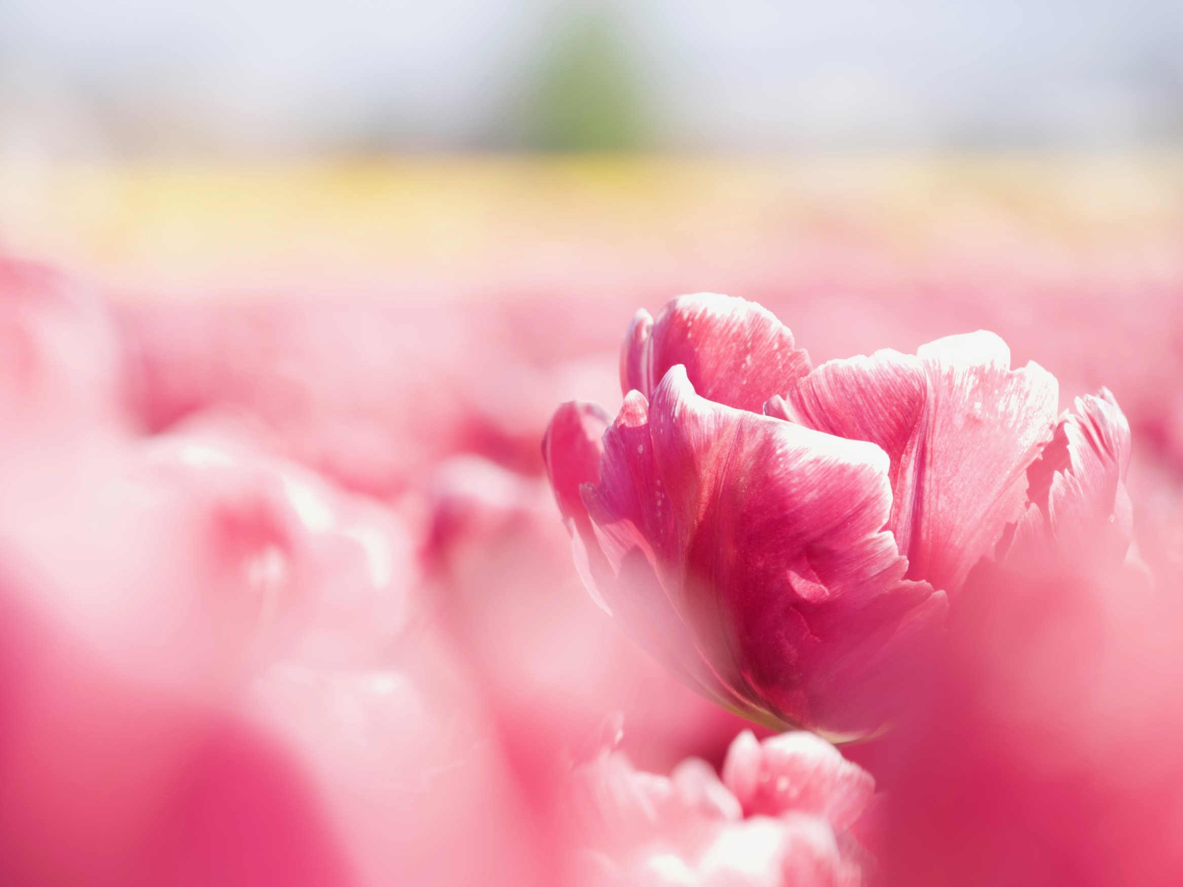Waar parkeren bij de tulpenvelden?
