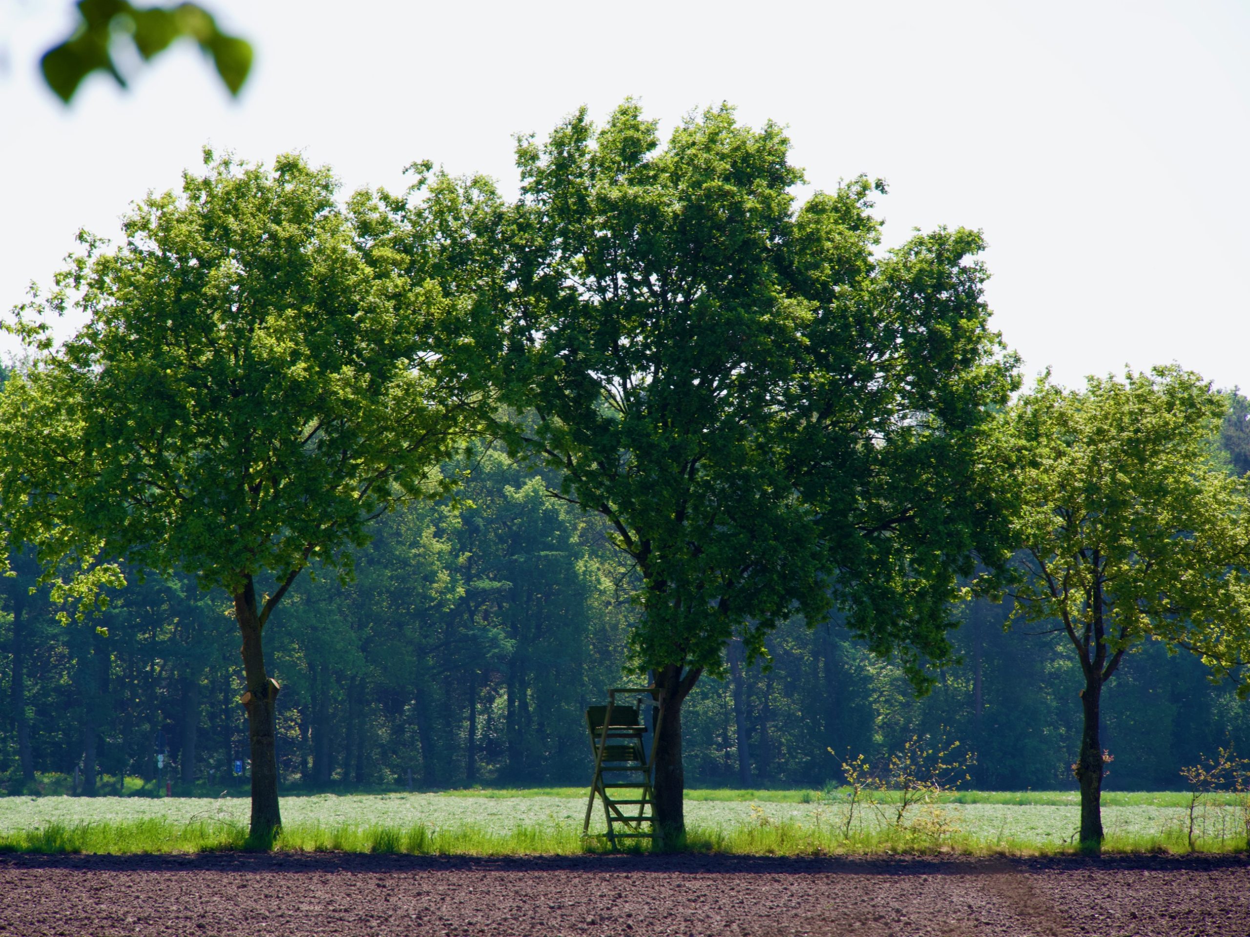 Wandelen in Nederland, afwisselend en vol natuur