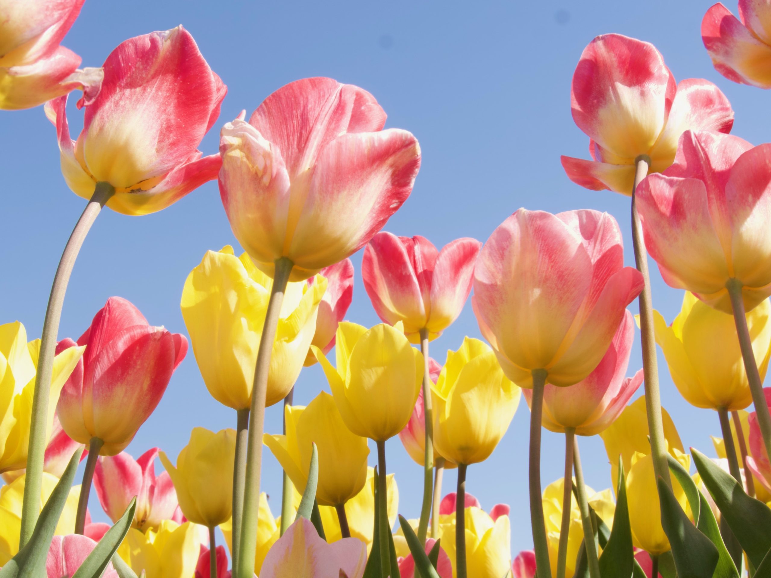 Wanneer zijn de tulpenvelden het mooist?