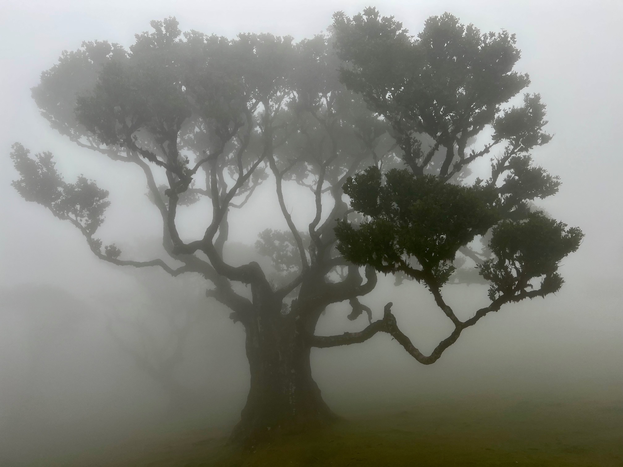boom kronkelende takken fanal forest