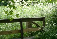 bruggetje Dreischor