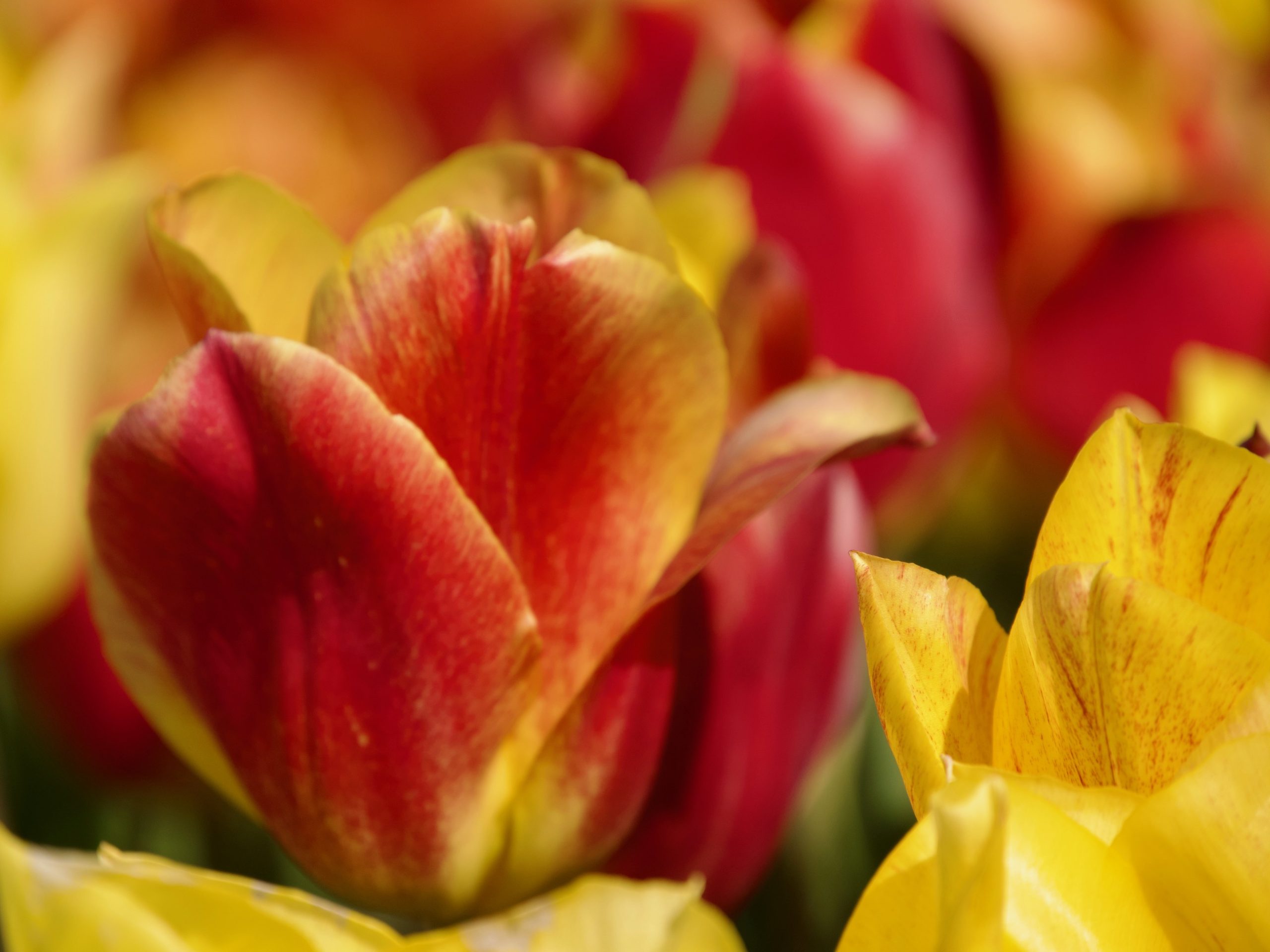 geel rode tulpen