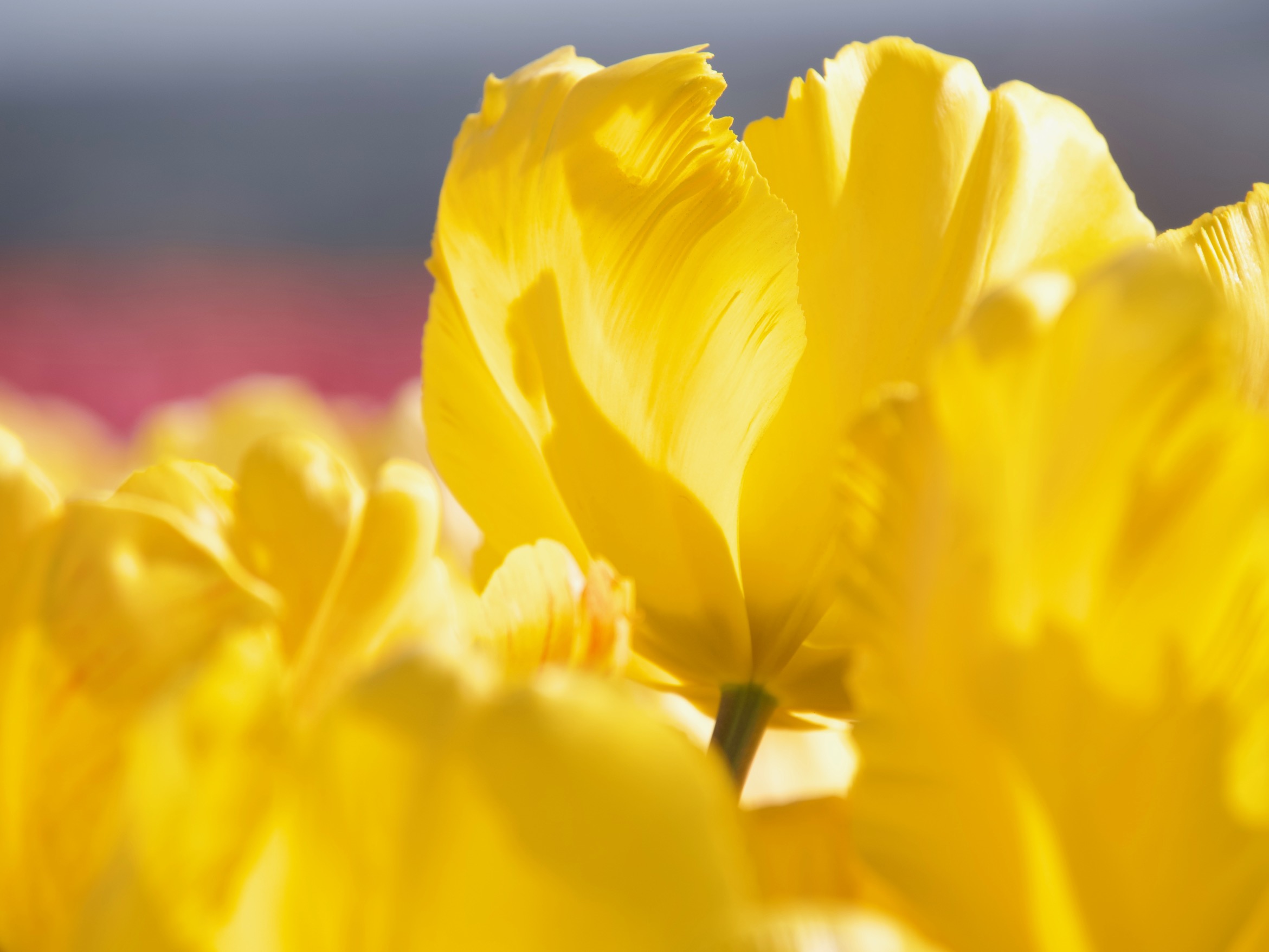 gele tulpen