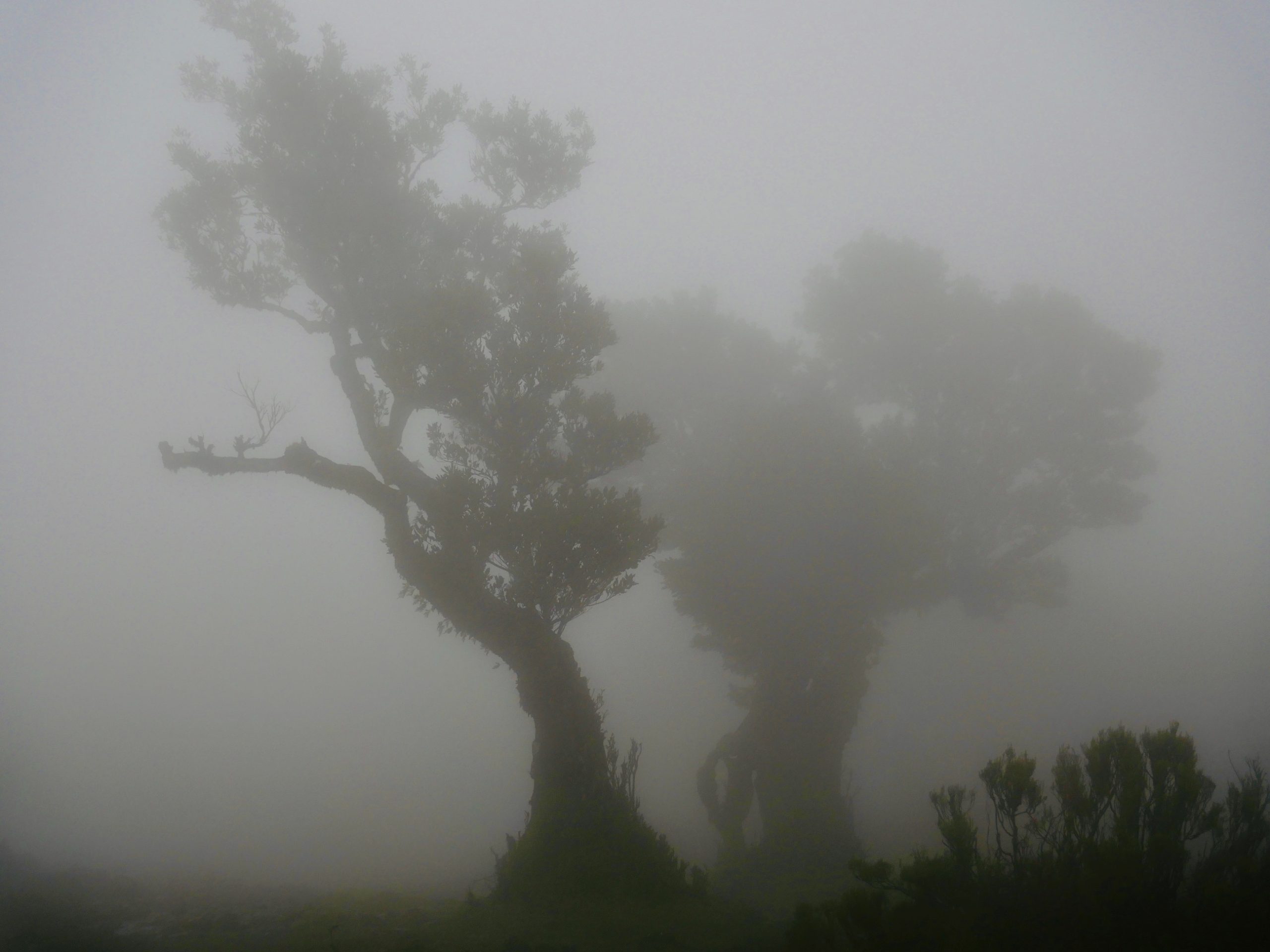 mistig bos fanal forest