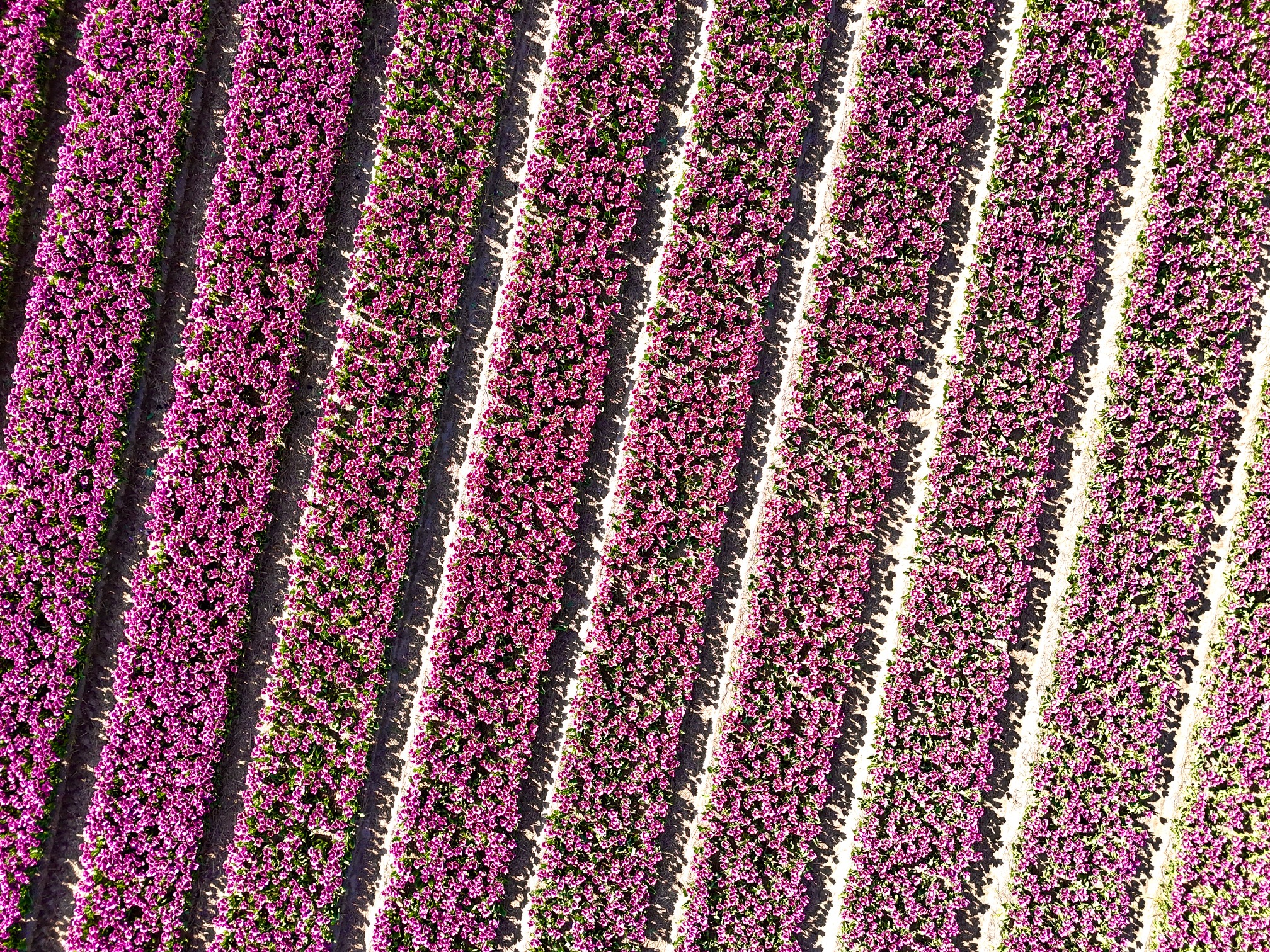 paarse tulpen drone