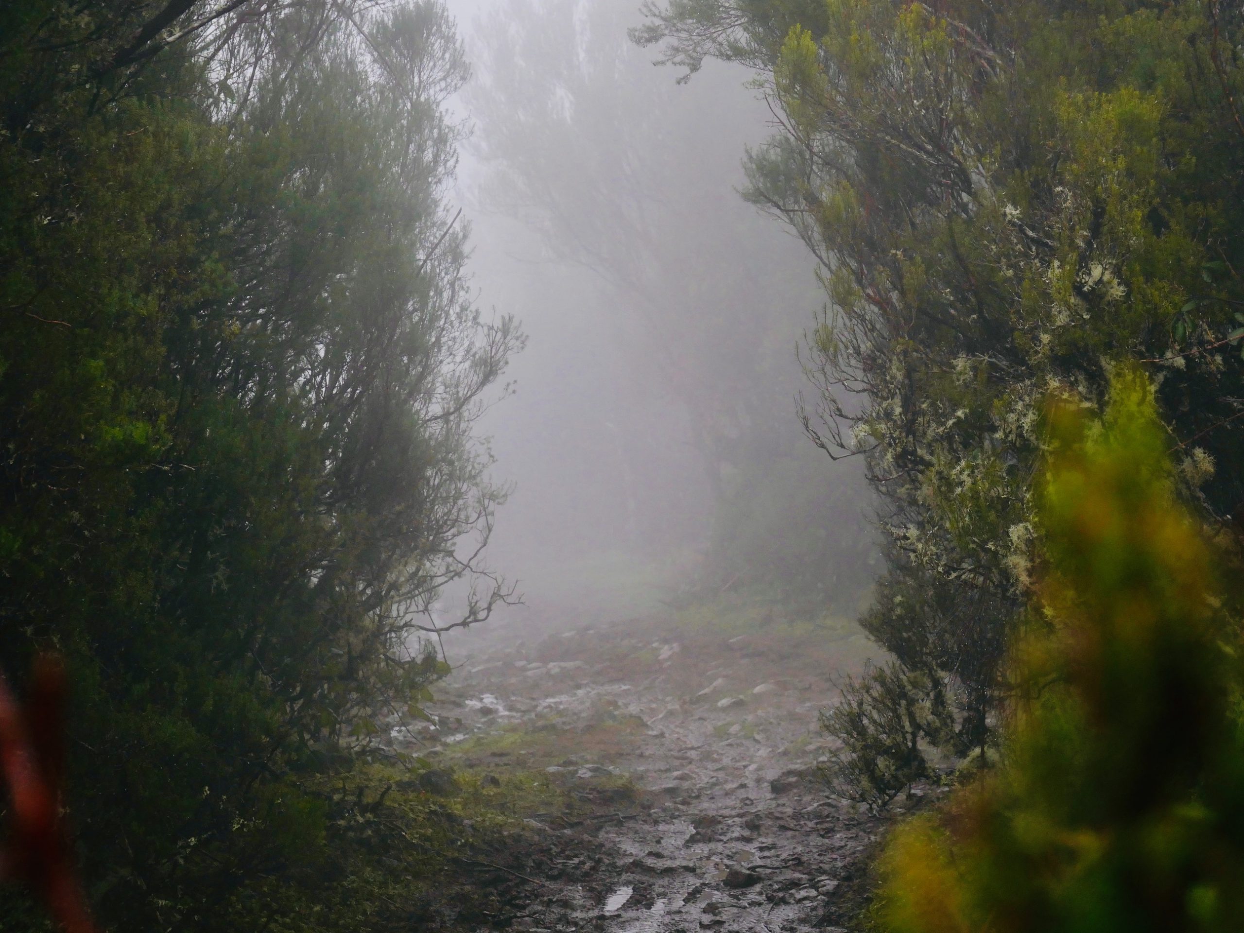 pad fanal forest