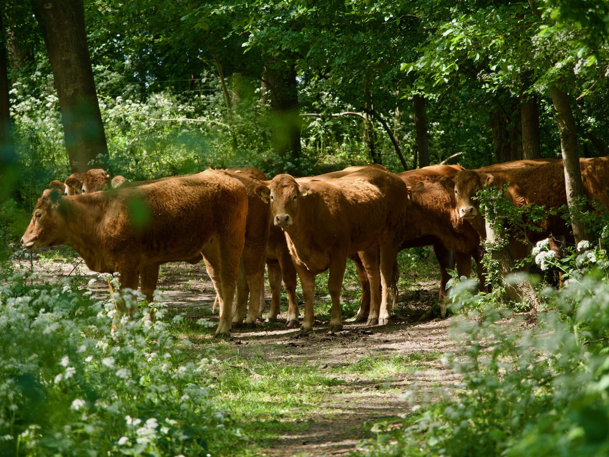 runderen op de wandeling