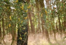 sparrenboom in ontwikkeling