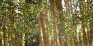 sparrenboom in ontwikkeling