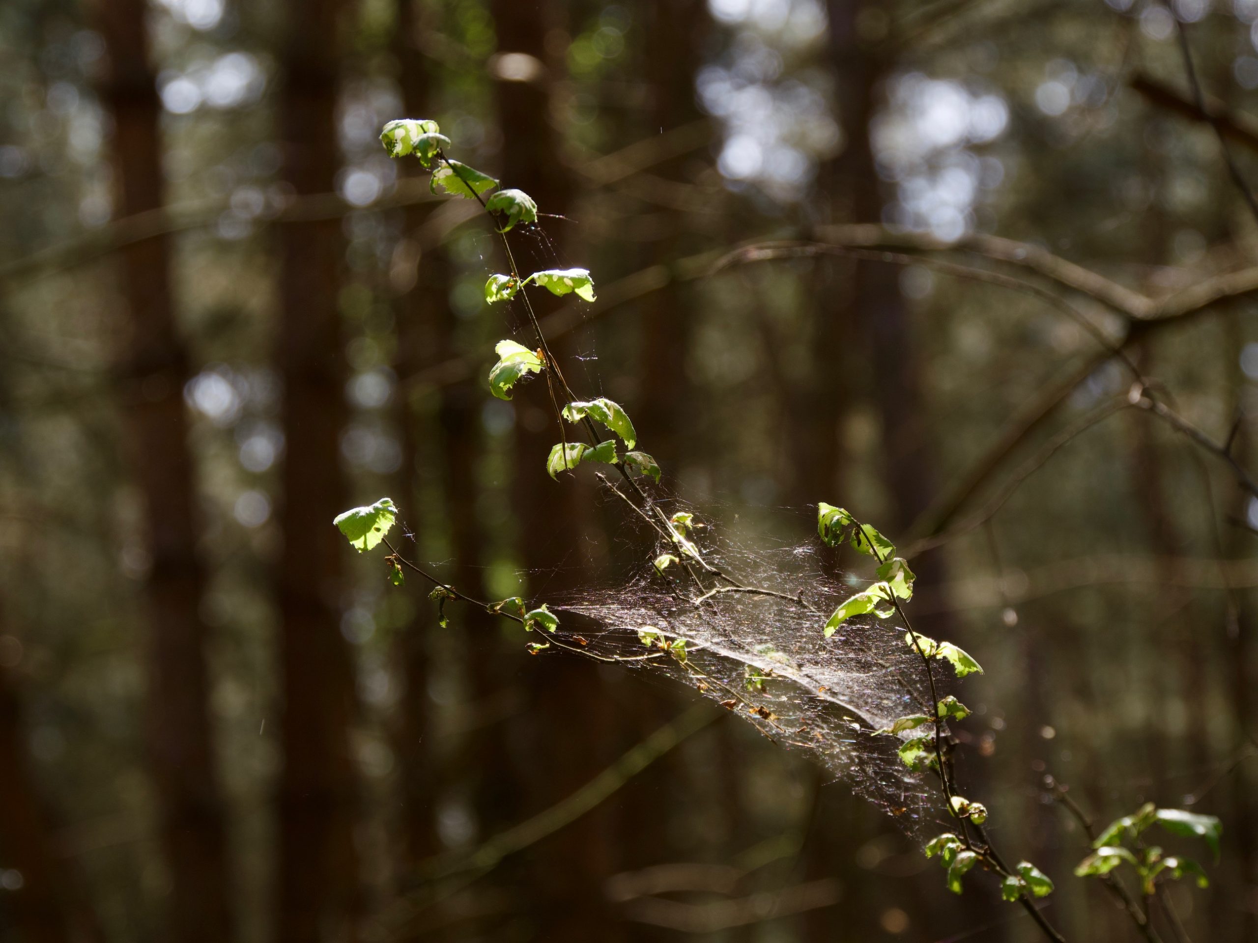spinnenweb in het bos