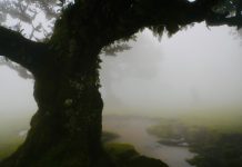 sprookjesachtige boom in de mist