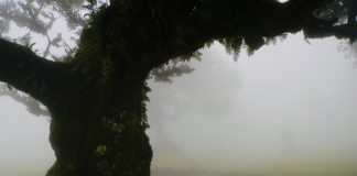 sprookjesachtige boom in de mist