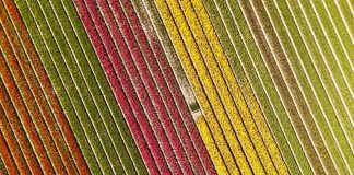 tulpenvelden noordwijkerhout