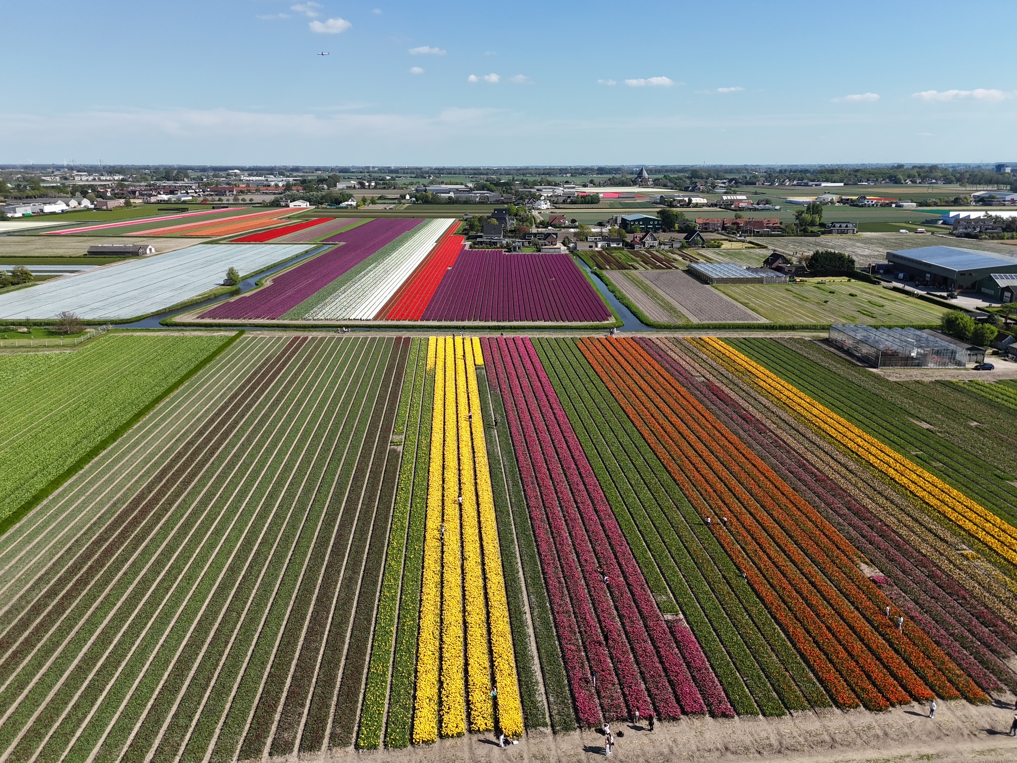 tulpenvelden praktische tips
