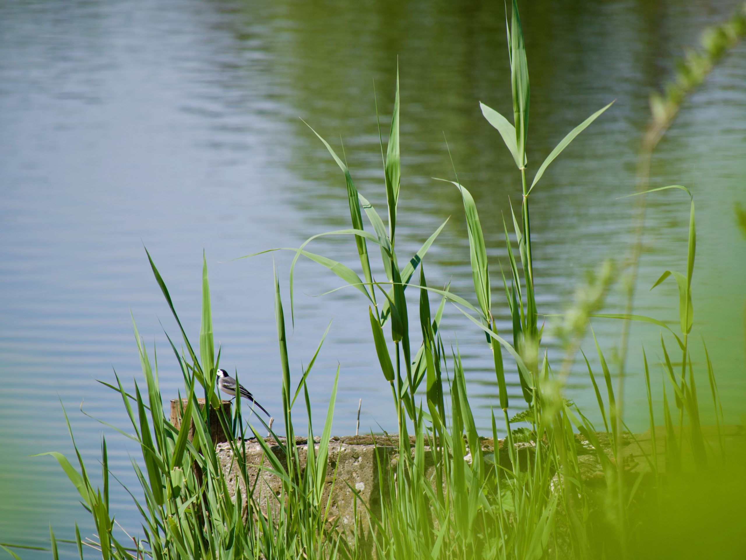 vogeltje twee landen pad