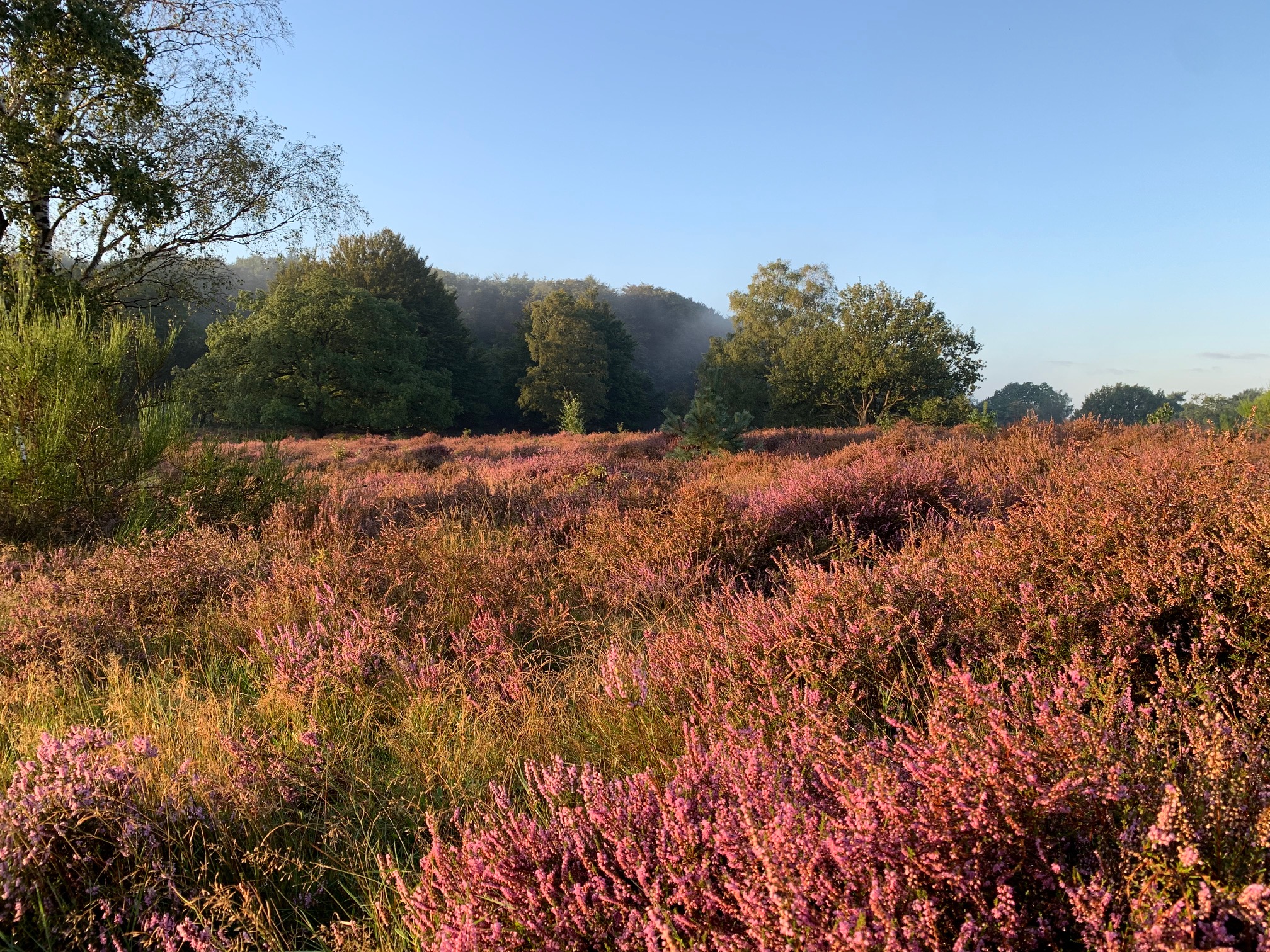 zonsopkomst heide