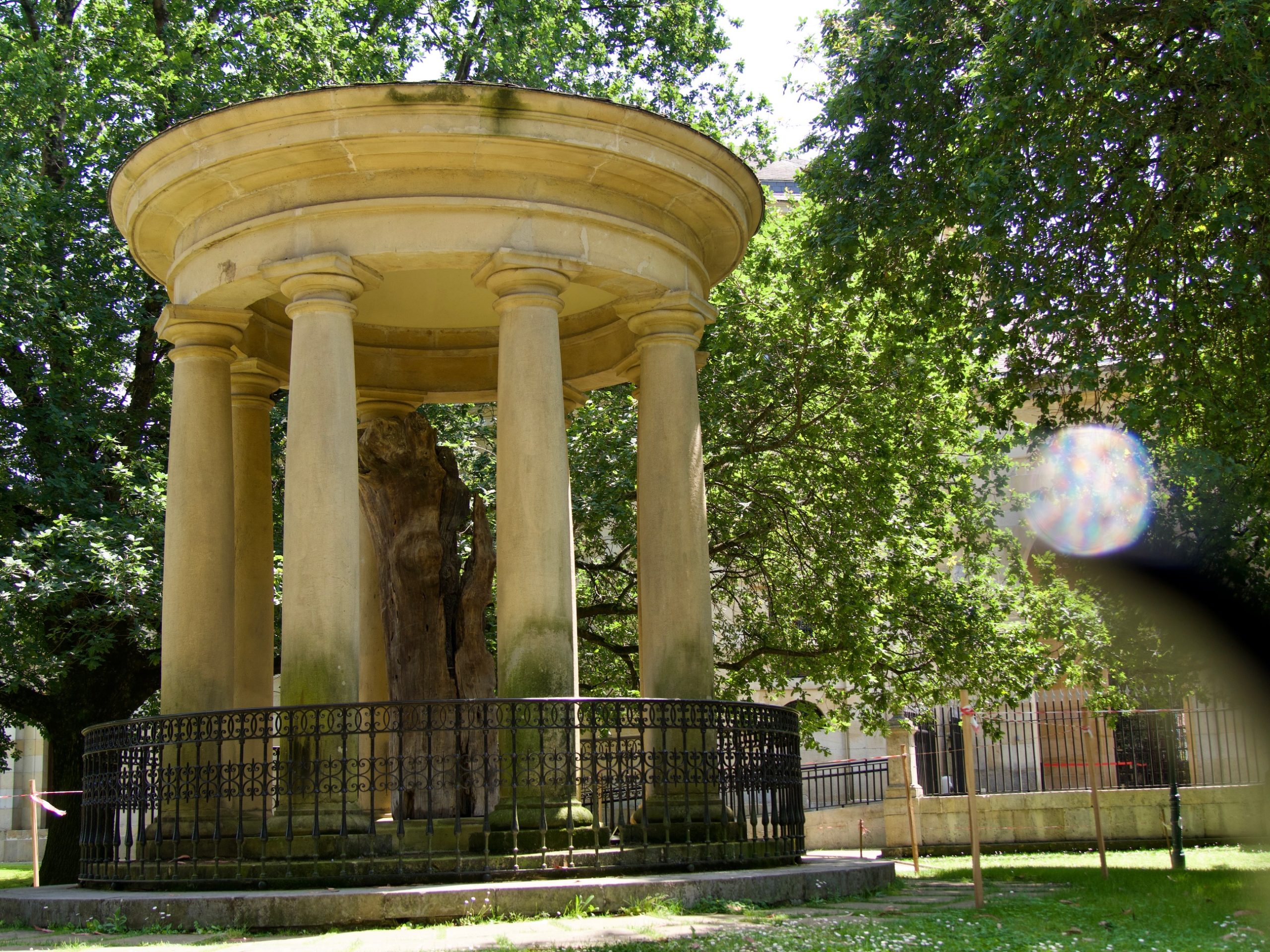 Guernica tree