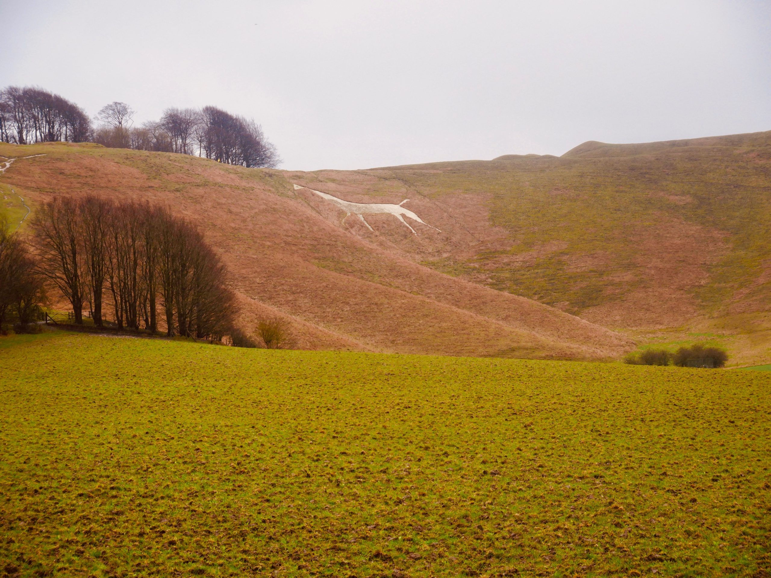 White horses in Wiltshire
