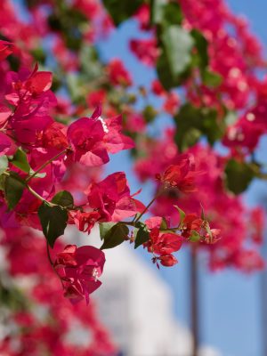 Bloeiende bougainville op het eiland Kos