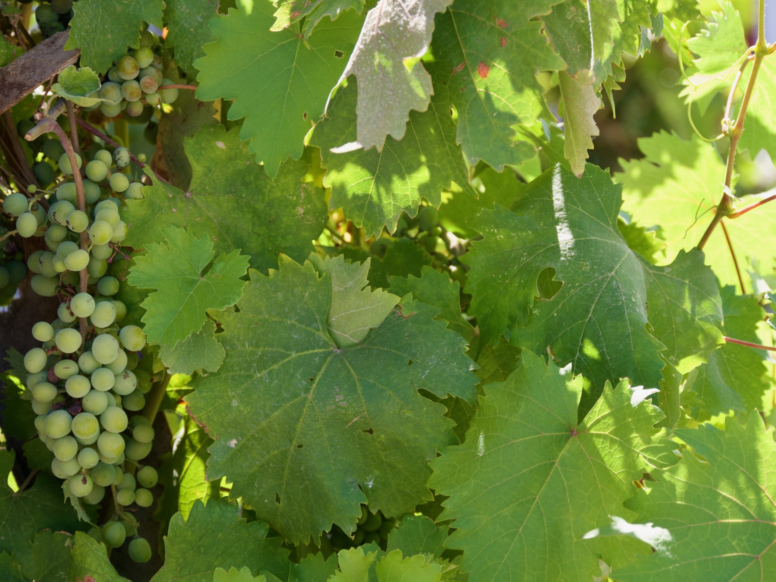 Wijnroutes en proeverijen, hoe regel je jouw winery tour op Kos