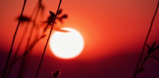 Avondzon in Zia met takjes