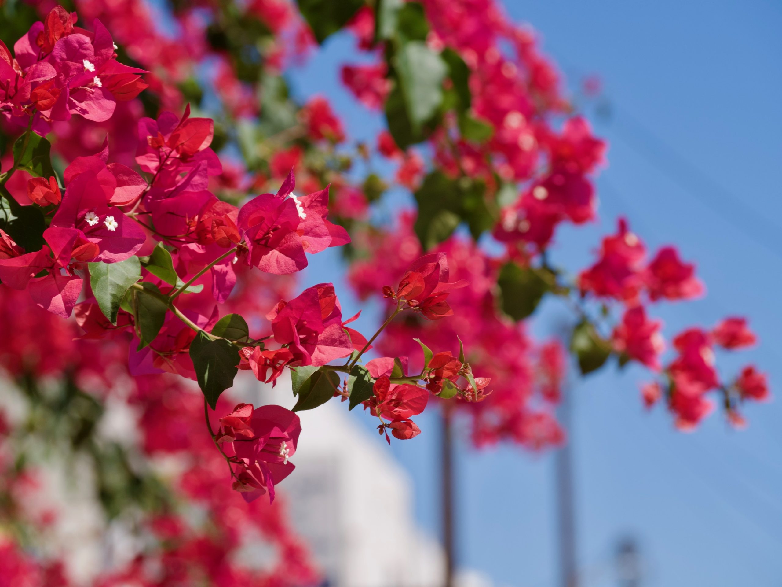 bougainville kos