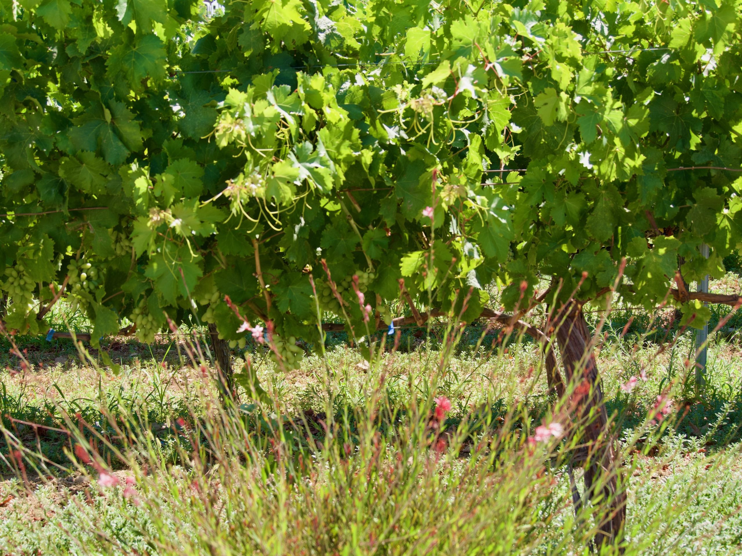 winery Kos proeverij