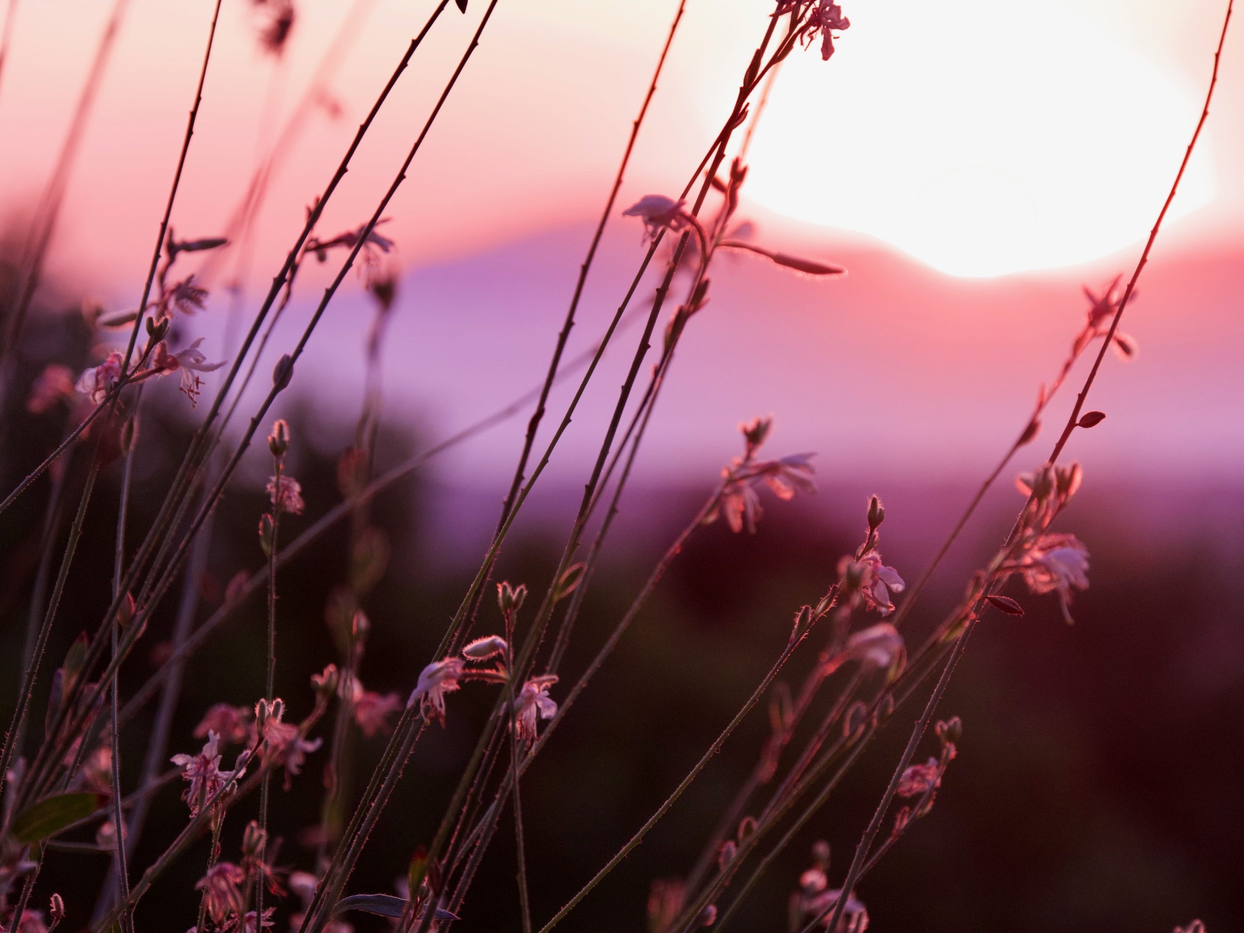 wuivende takjes met daarachter een paarse lucht van de zonsondergang