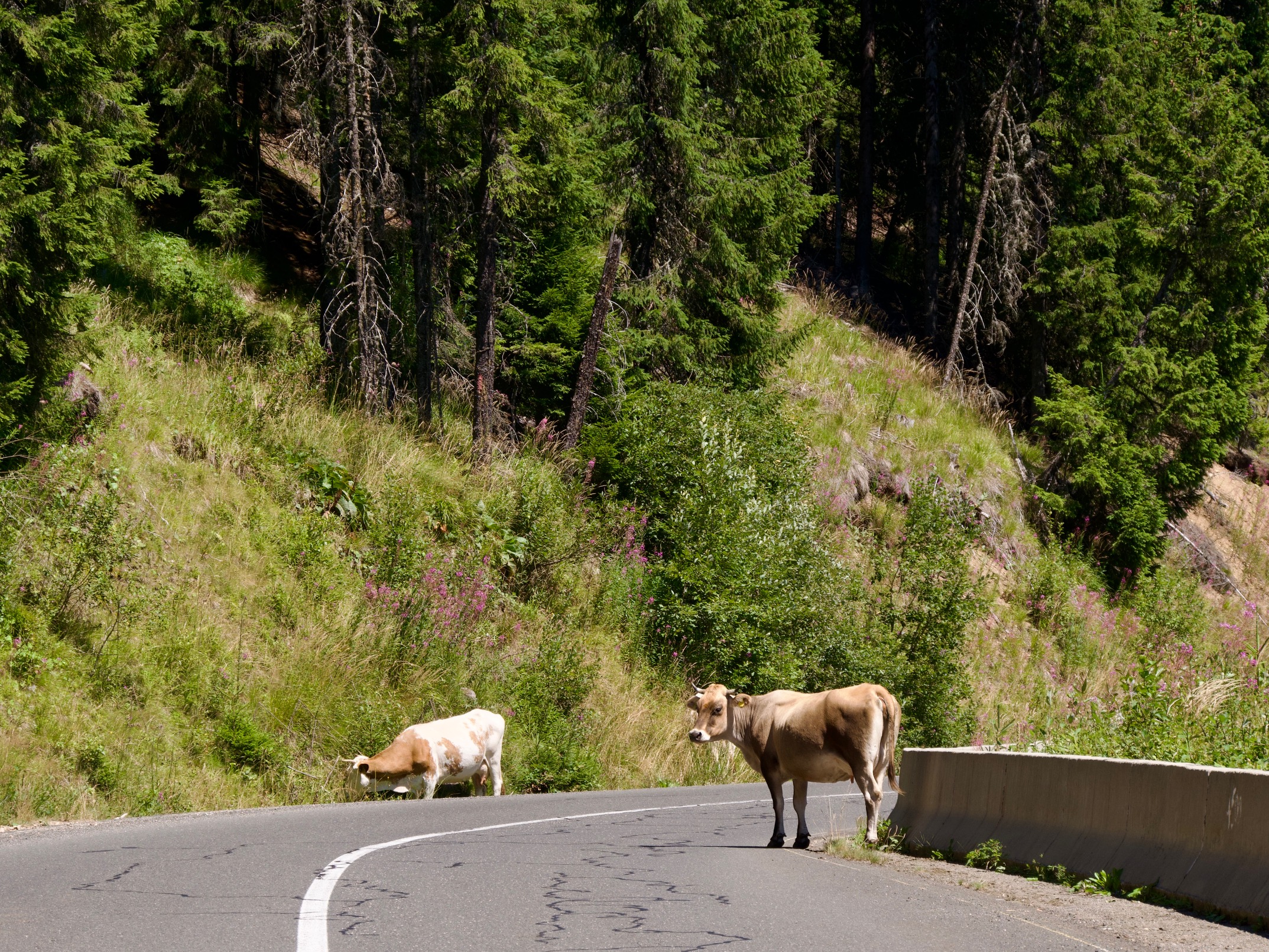 Koeien op de weg tijdens de Transalpina route