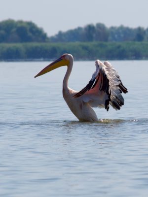 Een pelikaan die zijn vleugels uitslaat in de Donaudelta