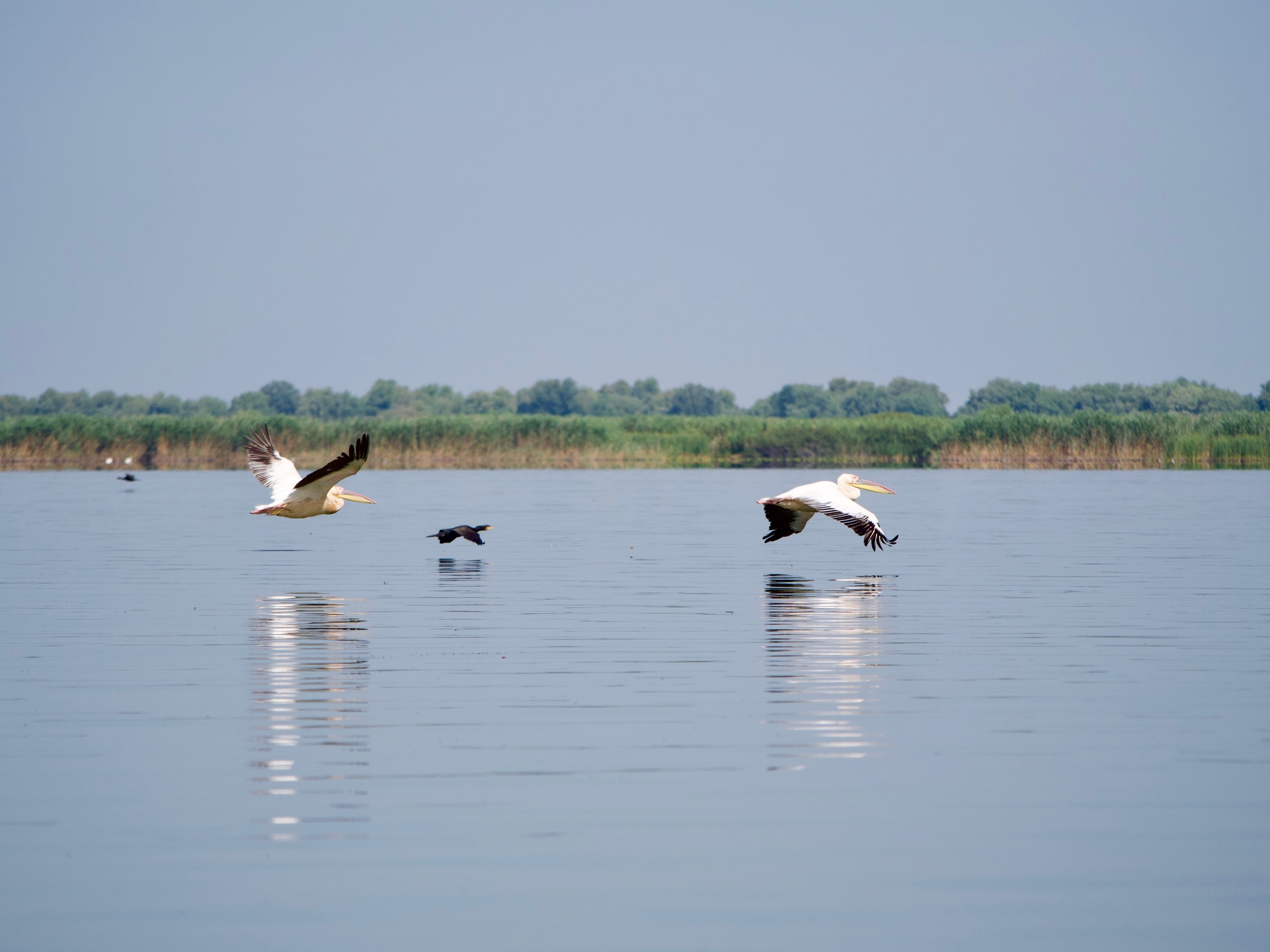 Pelikanen vliegen over het water