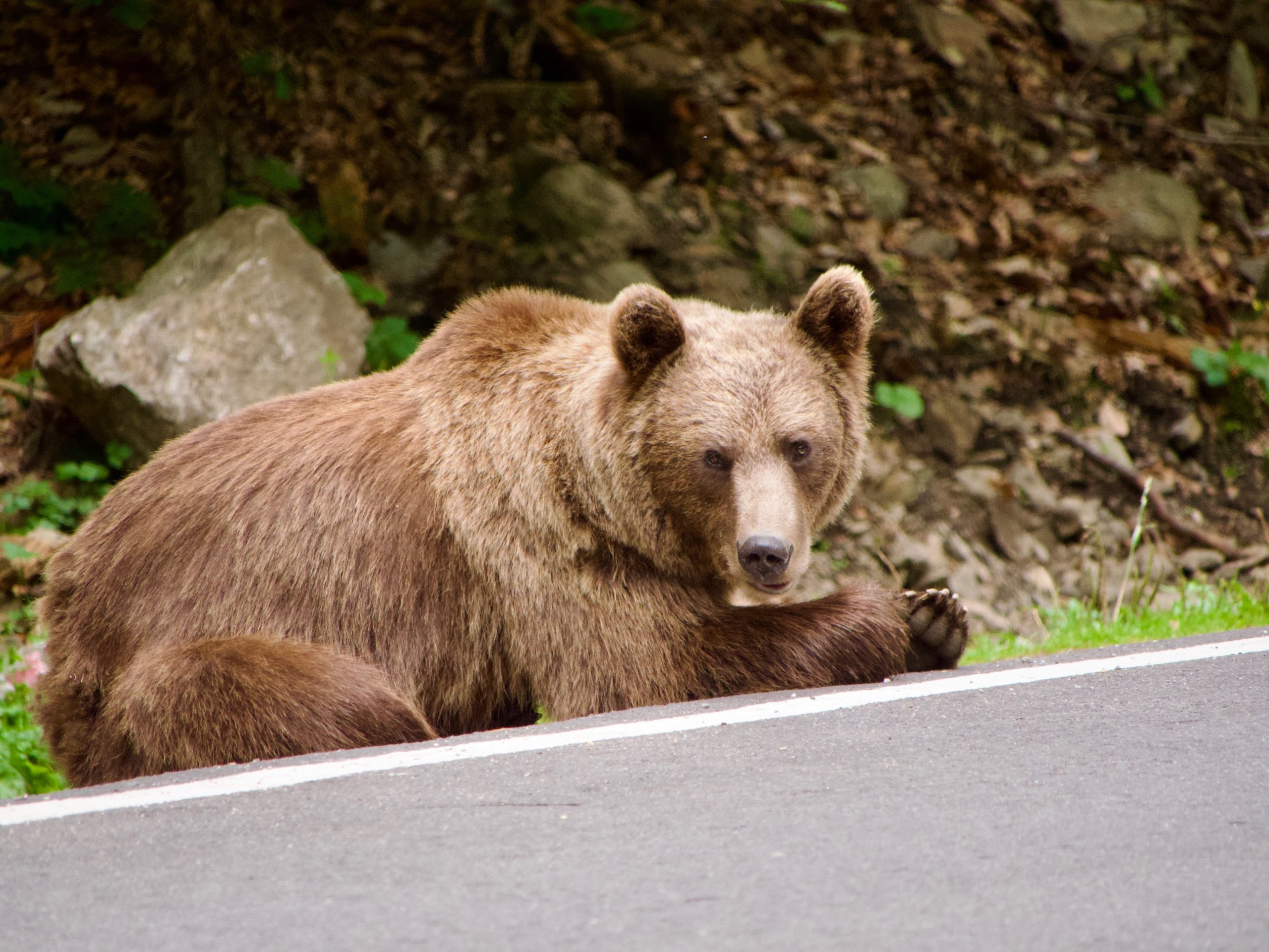 Een beer op de weg tijdens de Transfăgărășan route
