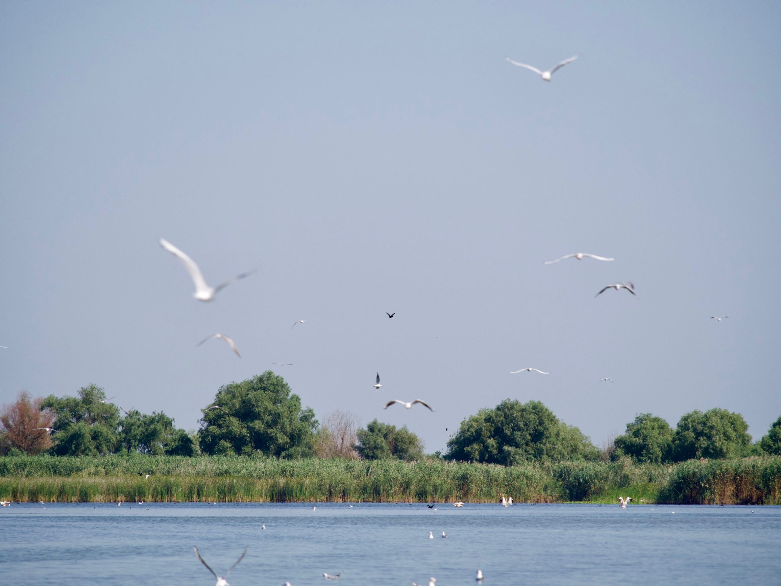 Vogels in de Donaudelta